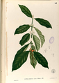 Coffea arabica